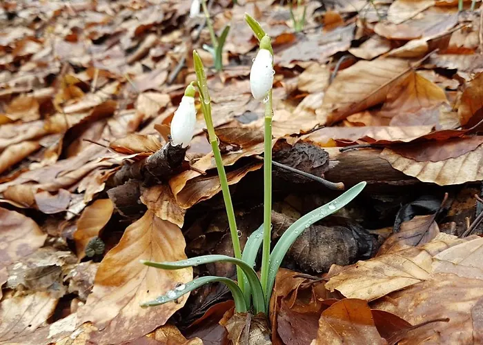 екоферма семенюк Шале Kostylivka
